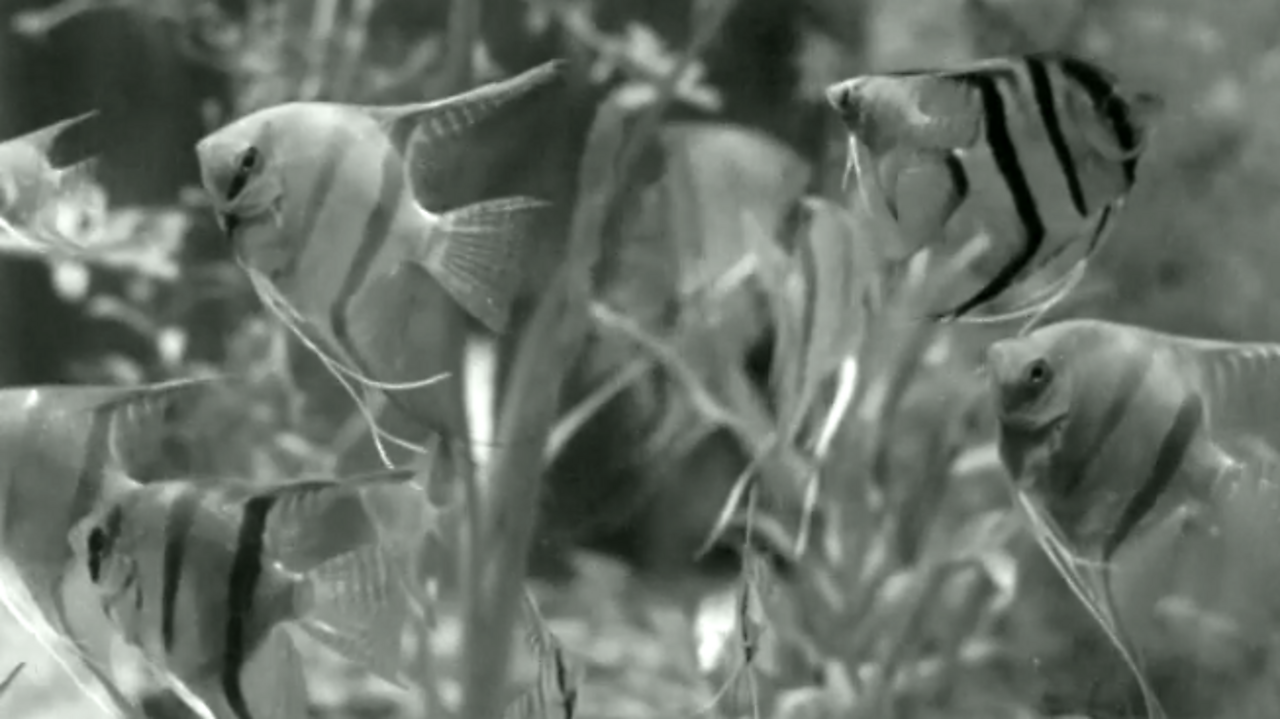 Potter's Wheel interlude, 1953 BBC Archive