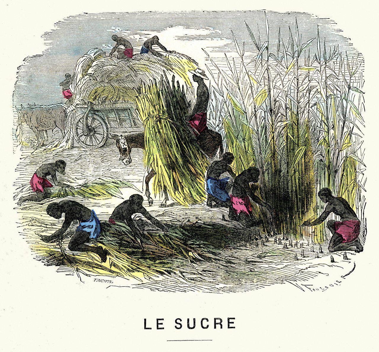 Illustration showing slaves harvesting sugar beet.