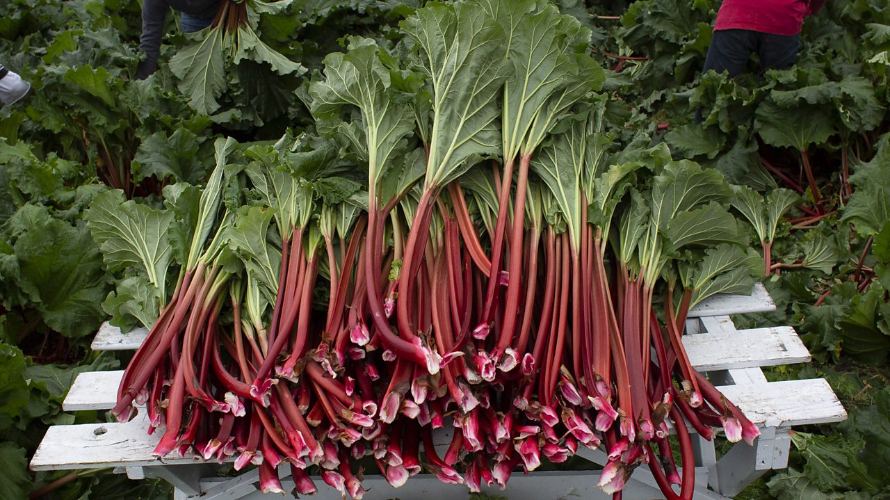 Rhubarb leaves