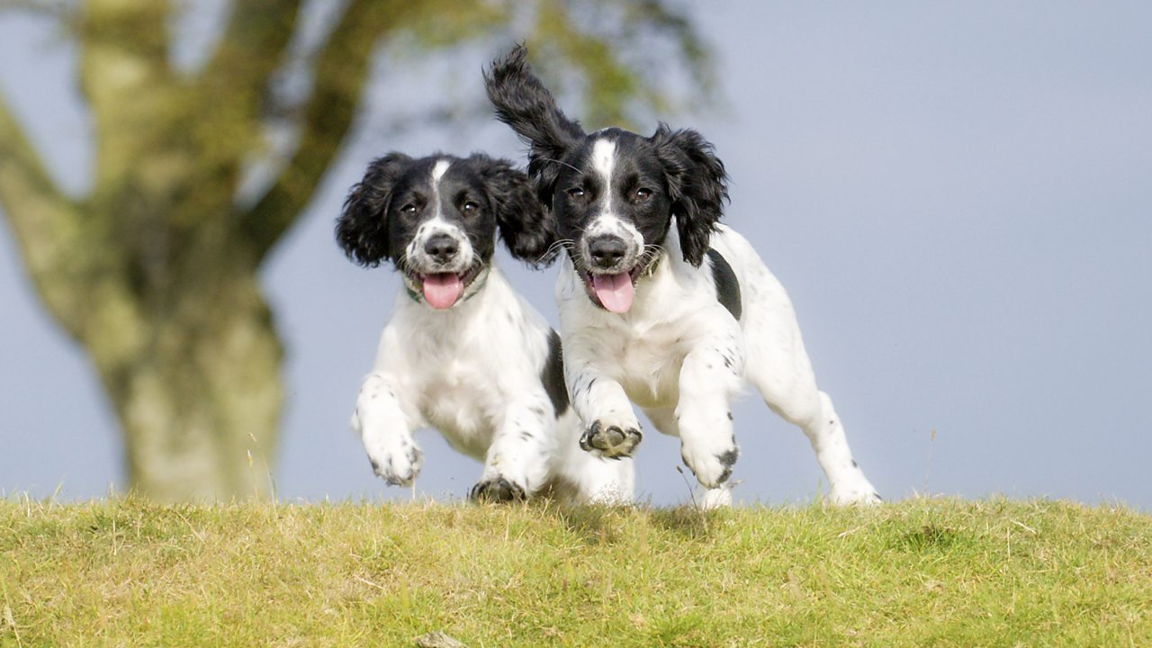 Two Dogs running