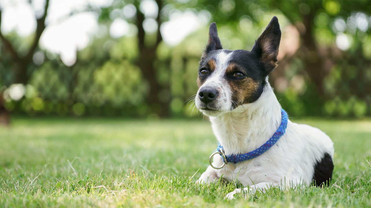 A Jack Russell dog lying on a patch of grass