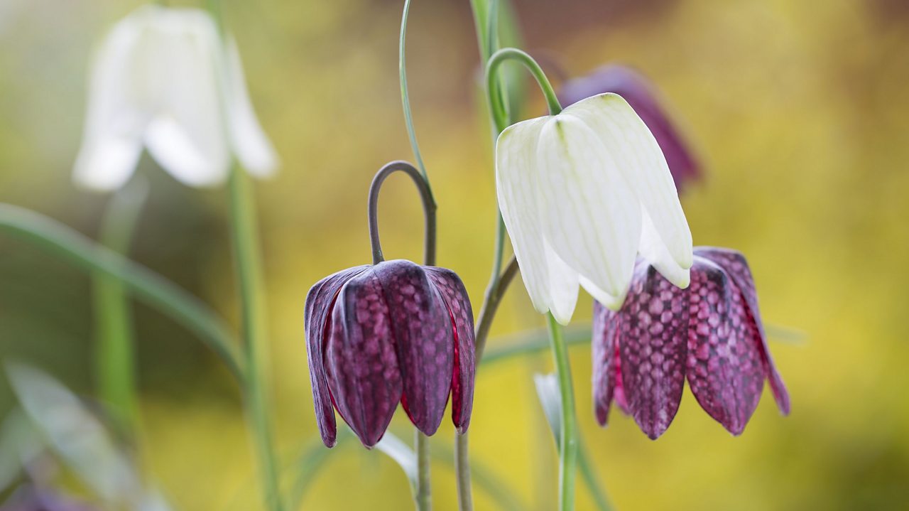 Do you know these endangered UK flowers?