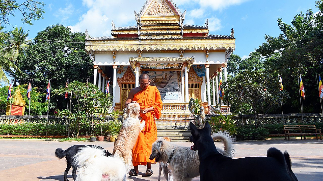 Buddhism - A monk caring for dogs