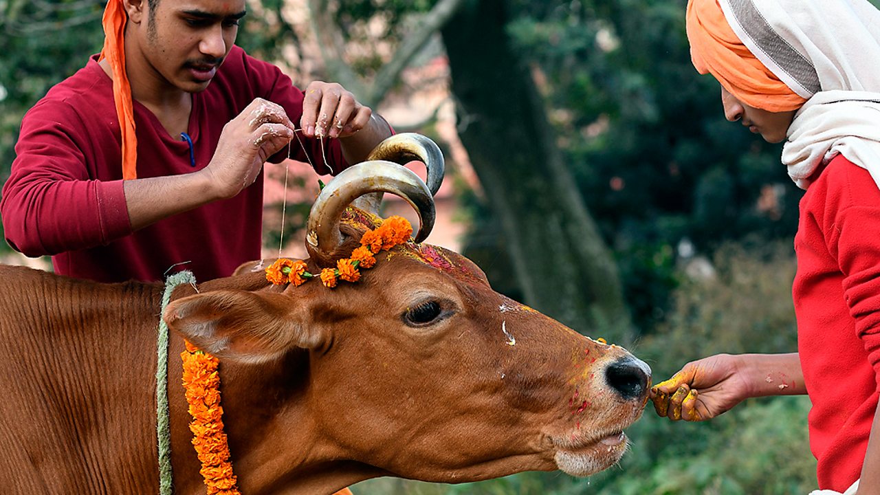 Hinduism - Honouring a cow in Nepal