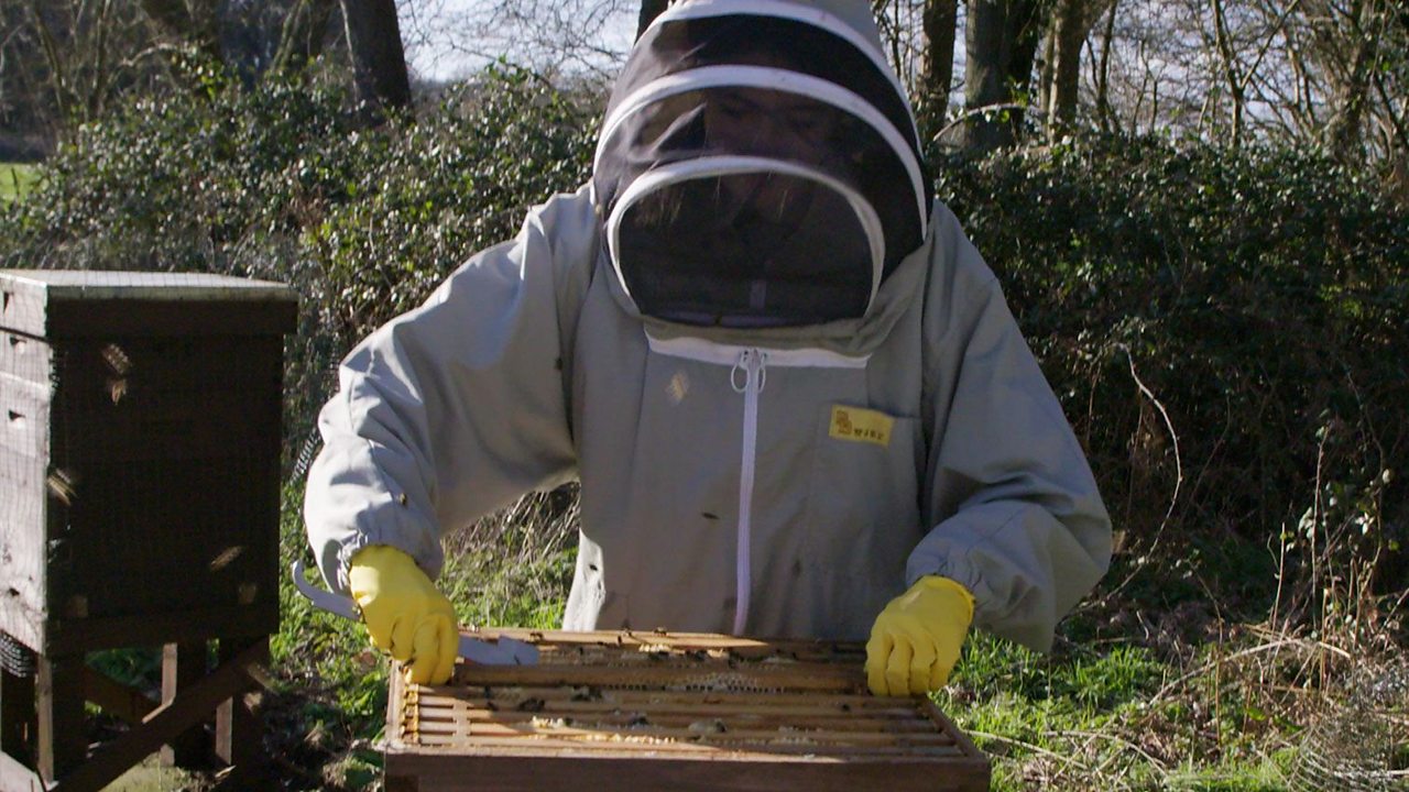 A bee sting nearly killed me – now I’m a beekeeper