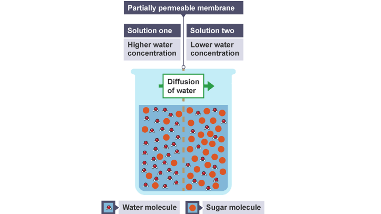 What is diffusion? BBC Bitesize