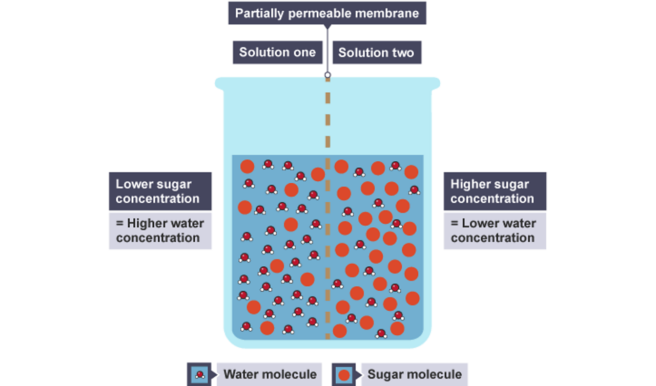 what-is-diffusion-bbc-bitesize