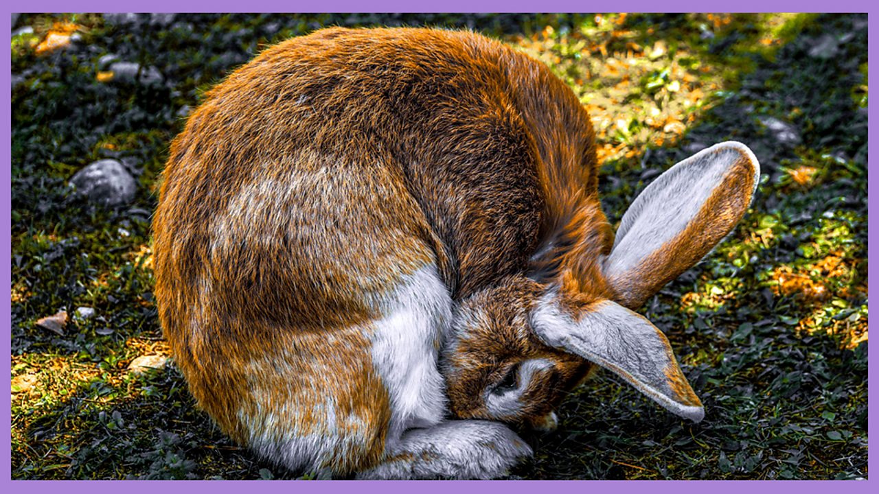 KS1 Dance Time to Move. Spring plants BBC Teach