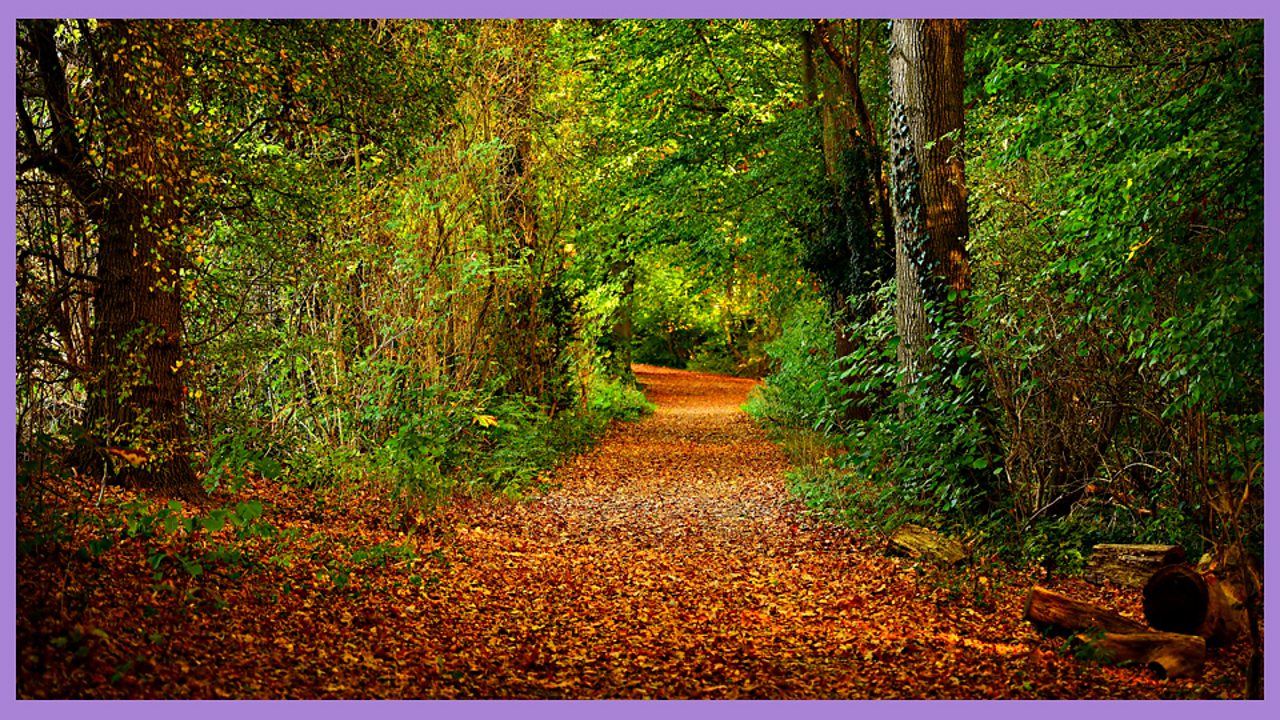 KS1 Dance Let's Move. Wood in the wood! BBC Teach