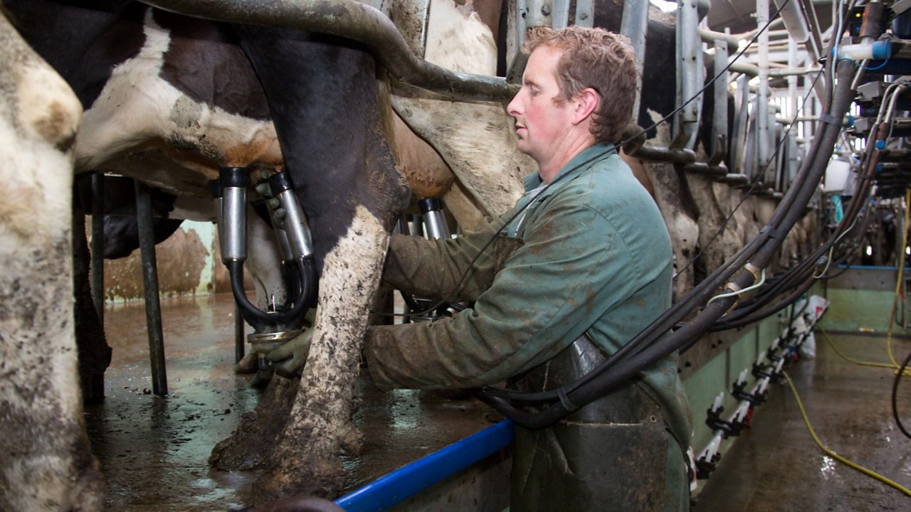 Farmer using machinery to milk cows