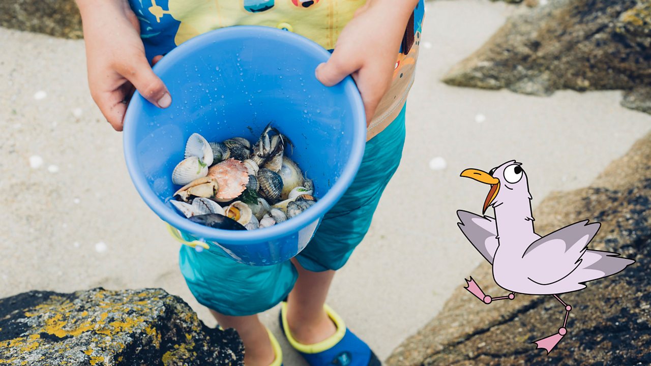A bucket with all types of shells and pebbles found on the beach