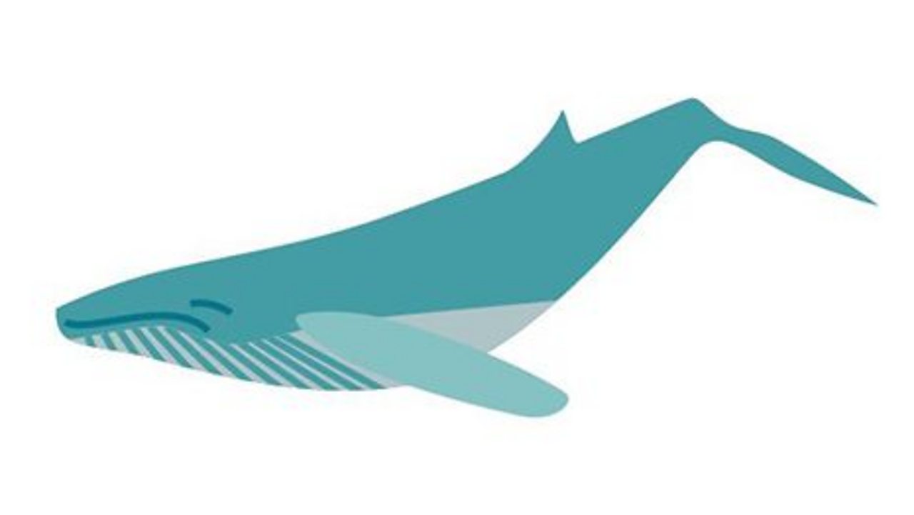 whale bullet points for word whale bullet points for word