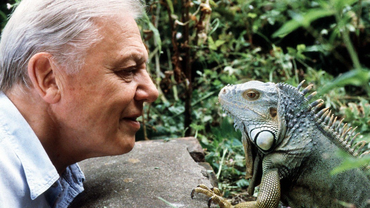 Quiz: Attenborough's animals