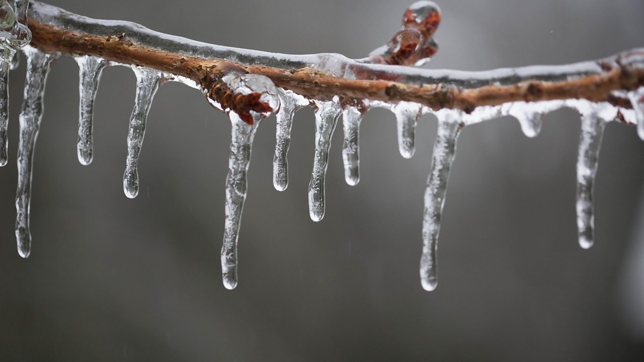 Frozen icicles on a tree branch