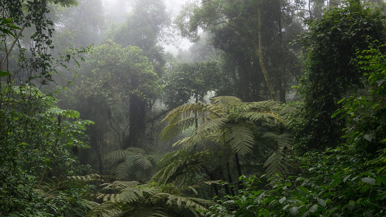 A steamy rainforest in Brazil.