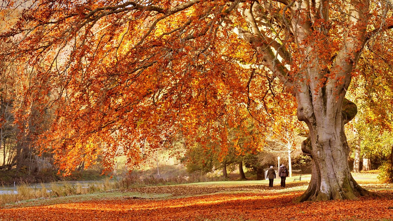 Golden Autumn colours at Peebles in the Scottish Borders