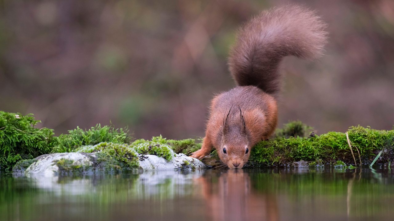 Red squirrel drinking from a pool of water