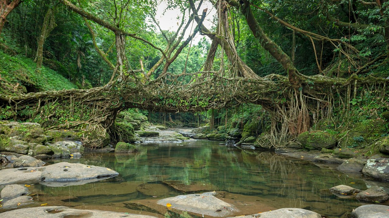 Living Root Bridge handmade from the aerial roots of rubber fig trees
