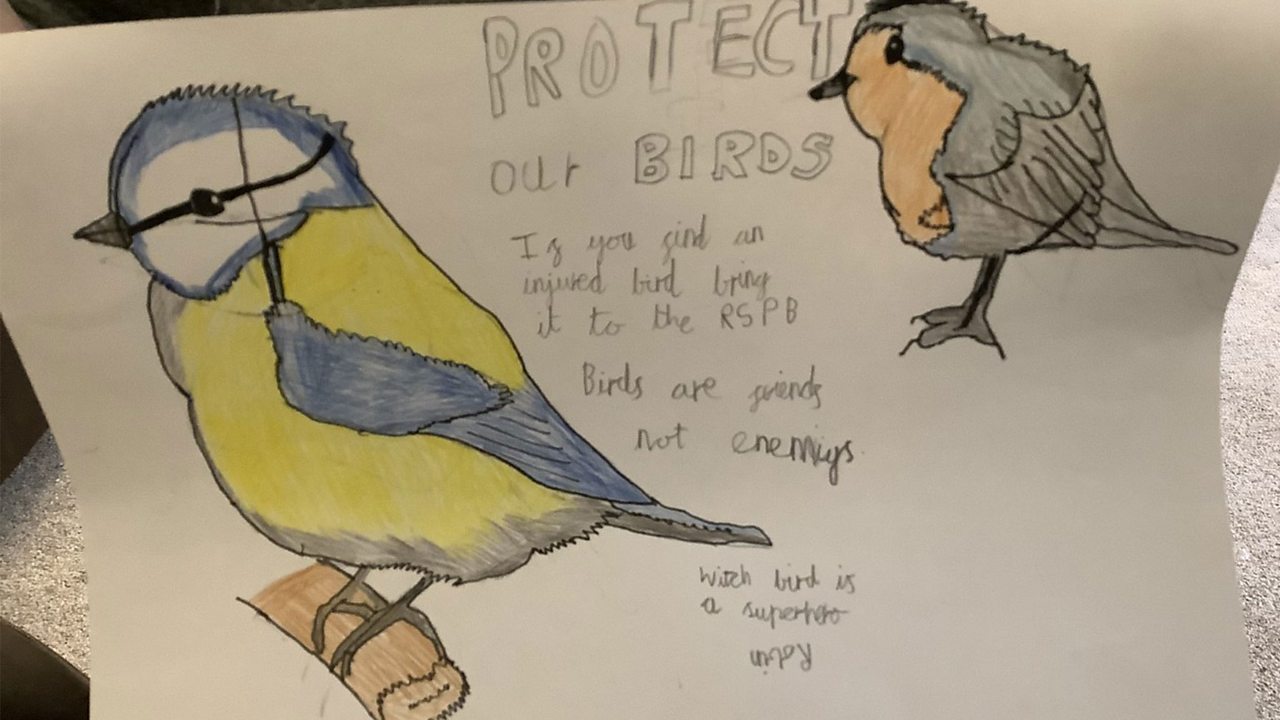 A drawing of a blue tit and a robin