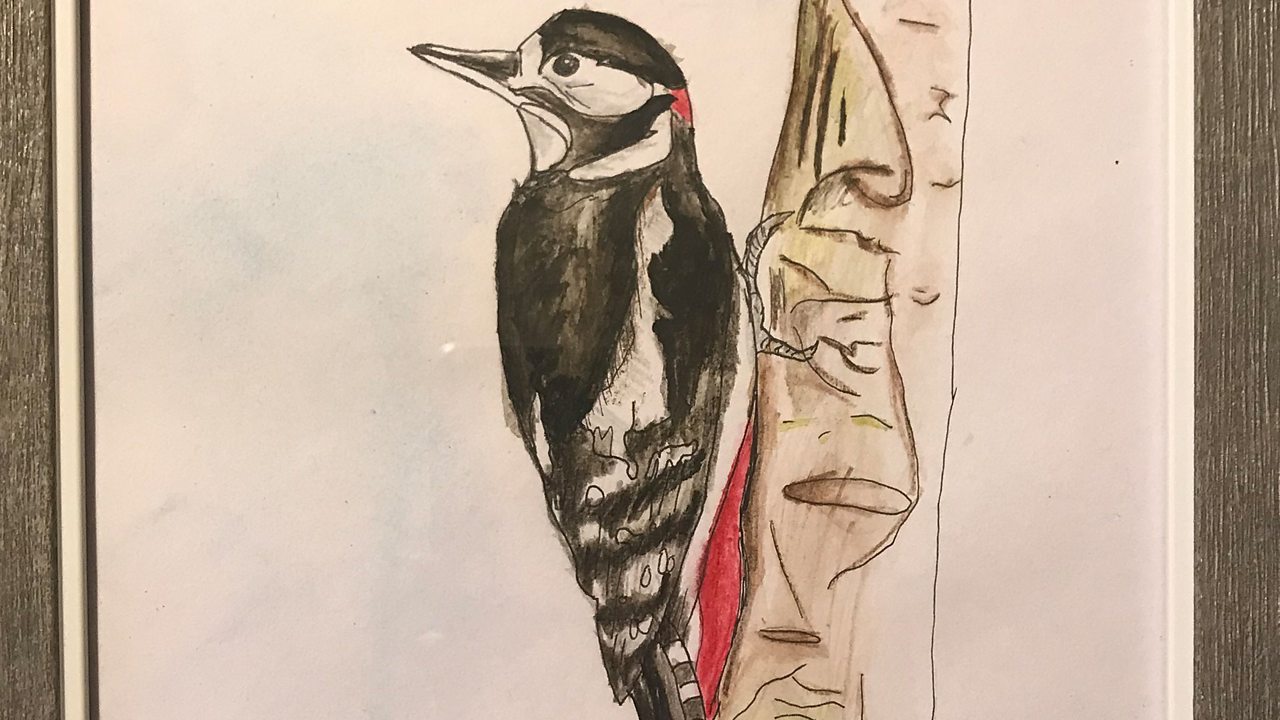 A drawing of a woodpecker