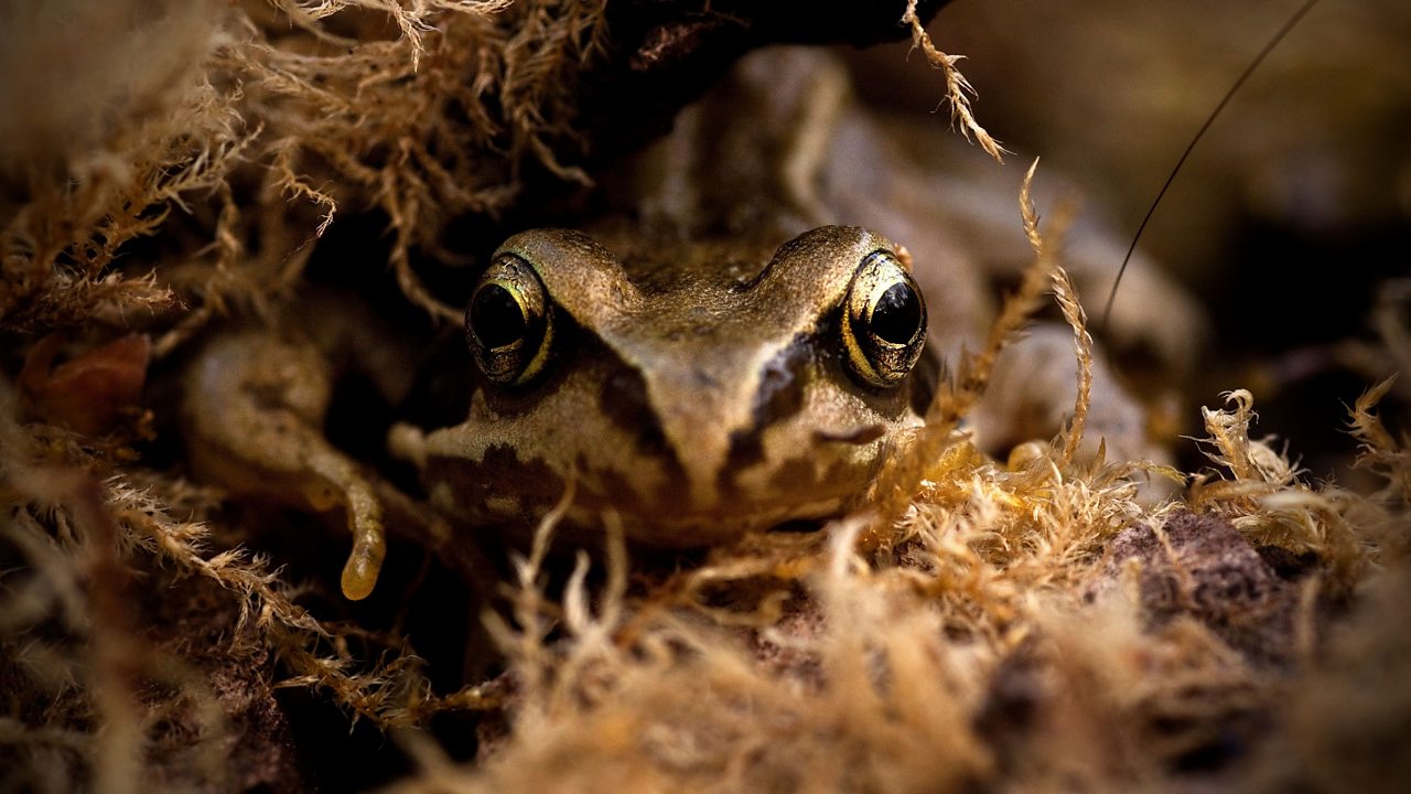 What Is Hibernation? - BBC Bitesize