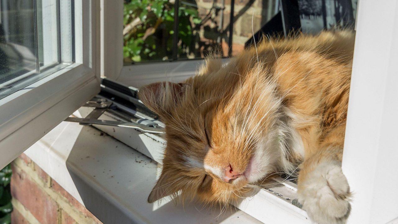 A ginger cat sleeping in the sun with his head hanging out of an open window