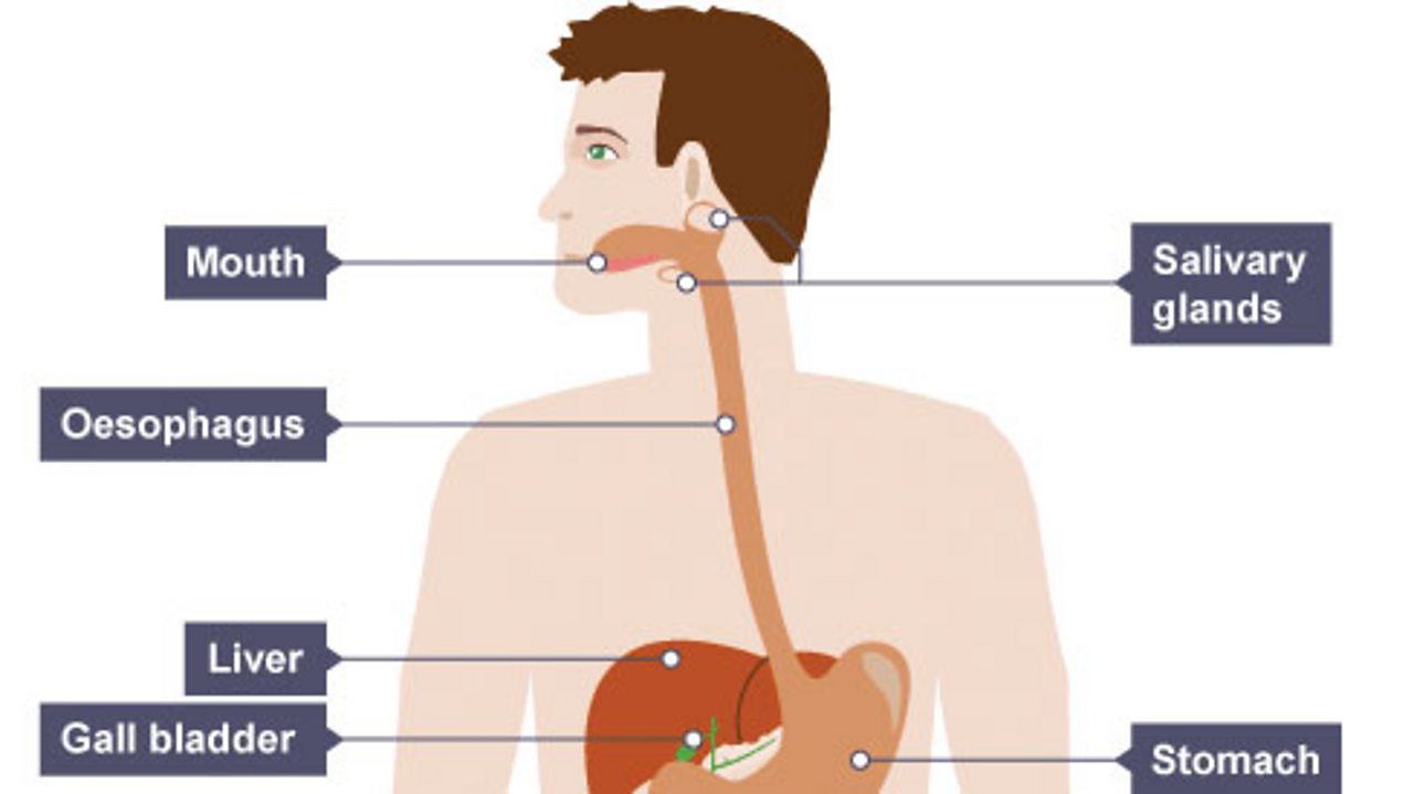 digestive system for kids without label