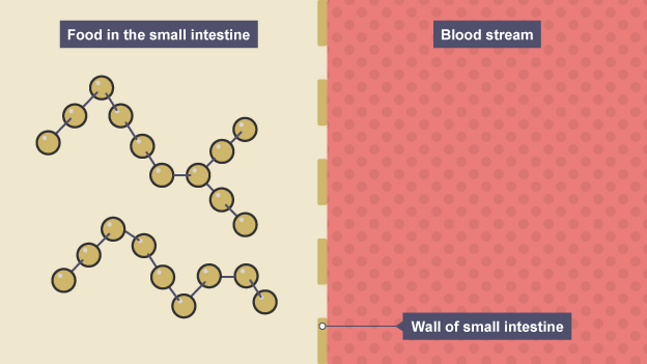 food in the small intestine on the left, the wall of the small intestine and the blood stream on the right