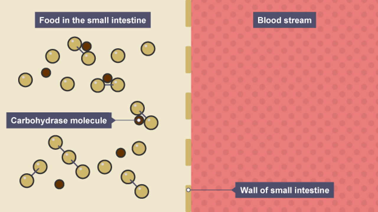 Graphic shows food in the small intestine with carbohydrase molecule, blood stream to right.