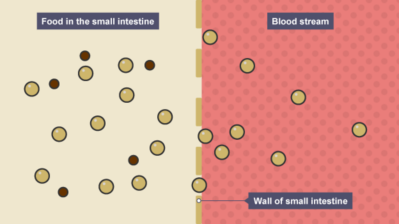 Digestive enzymes and absorption Nutrition, digestion and excretion