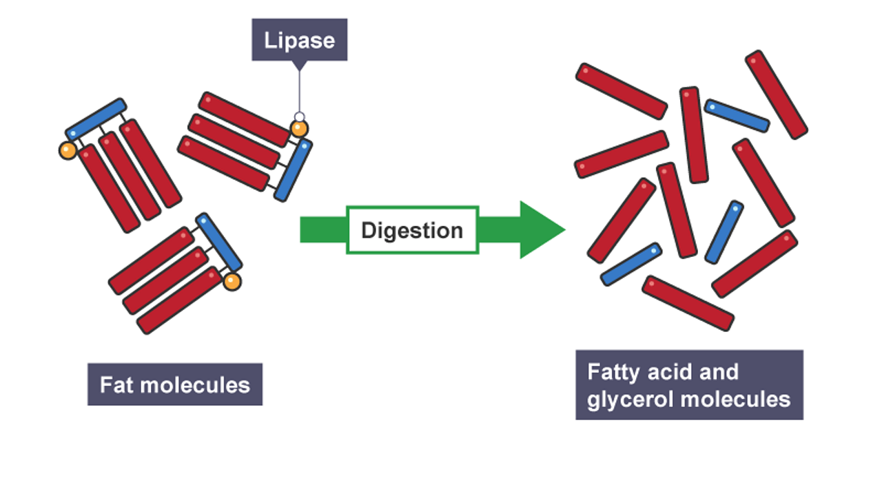 lipase and fat molecules digested into fatty acid and glycerol molecules