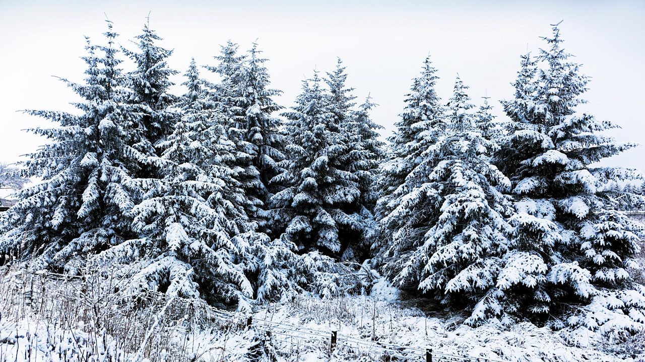 Scotland - Geography - Forests - P5, P6, P7 - Second Level classroom ...