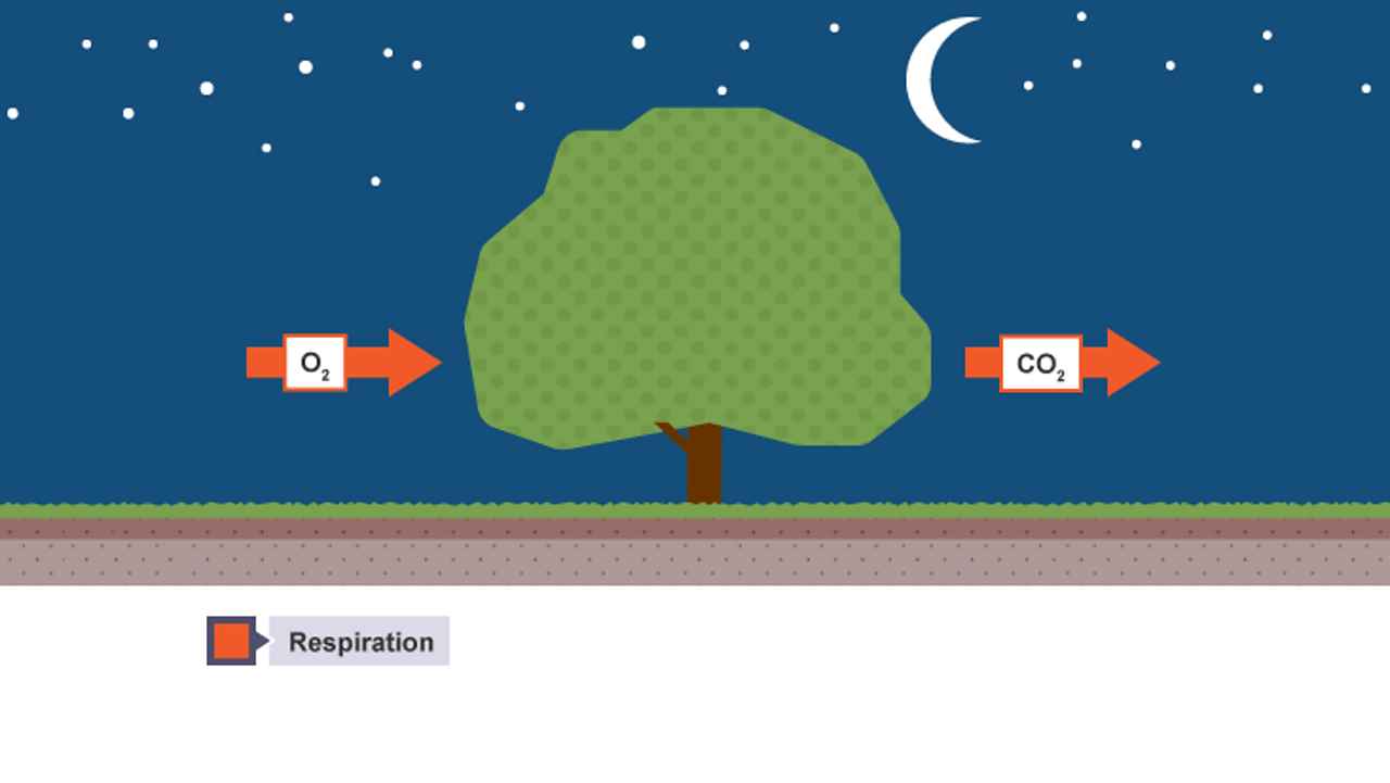 a tree in night time - respiration is happening.