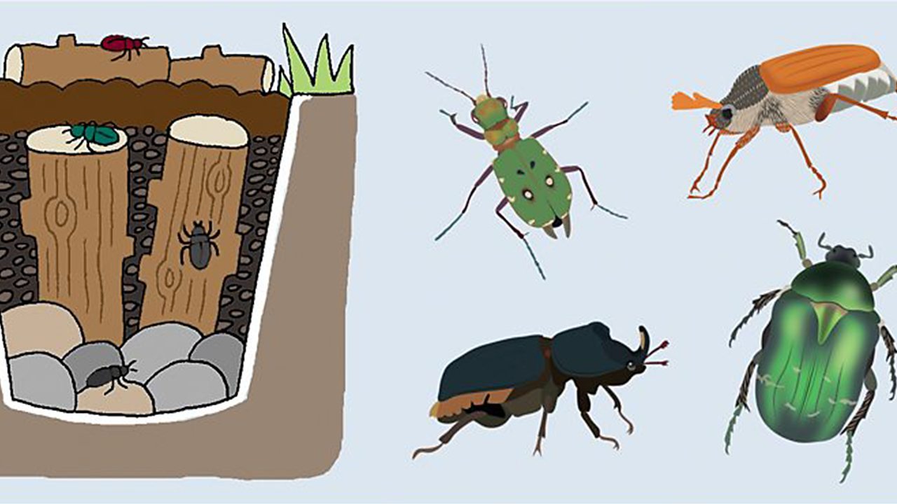 Build a beetle bucket for your garden