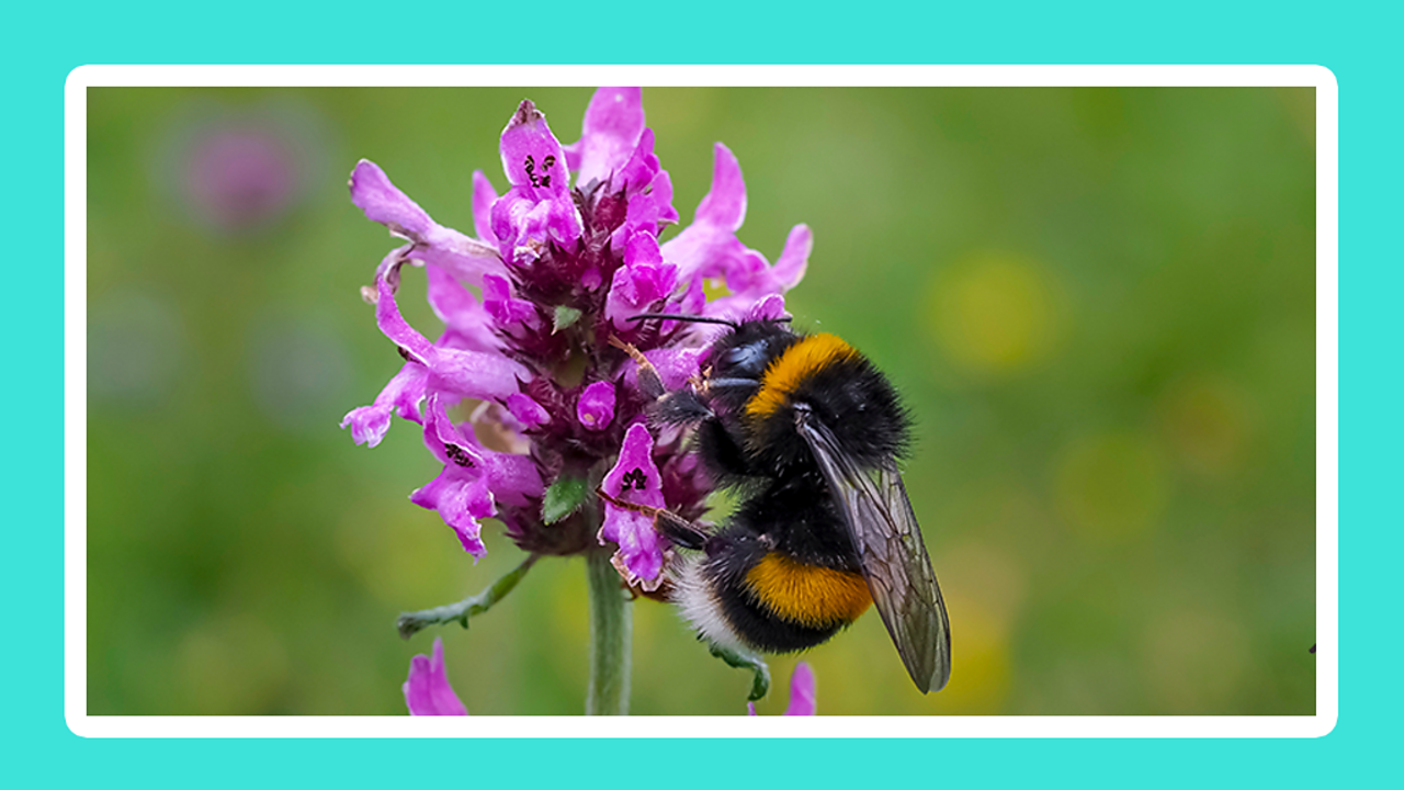 How does climate change affect living things? BBC Bitesize