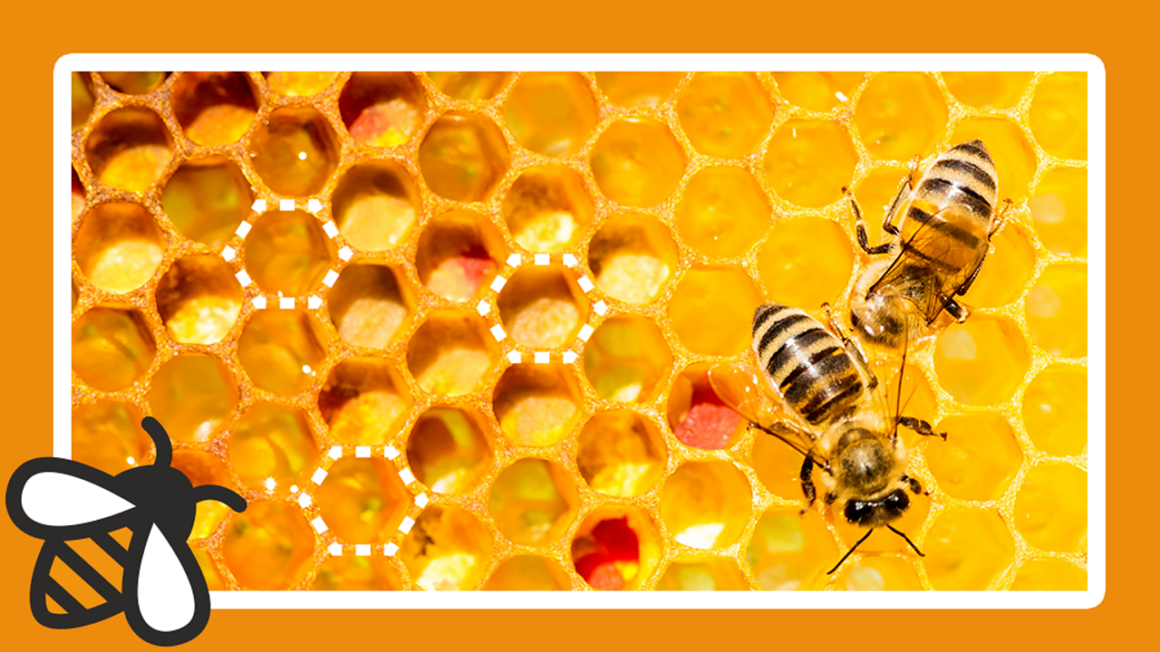 Change Champs What shapes can I find in nature? The Regenerators