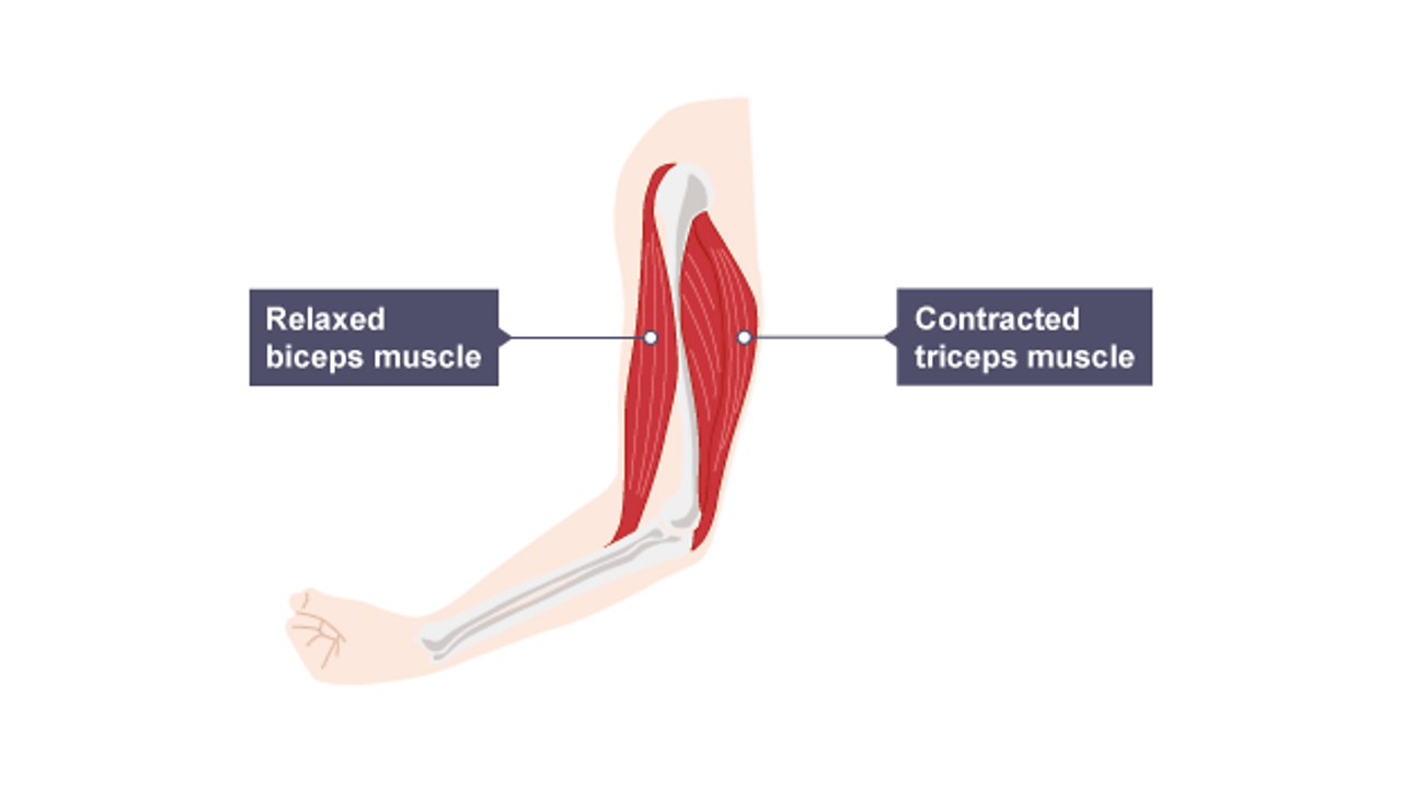 What are skeletal muscles? - Living organisms - KS3 Biology - BBC