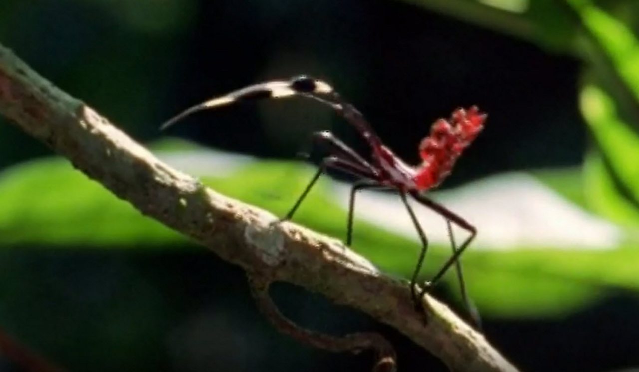 Minibeasts, insects and invertebrates - BBC Teach