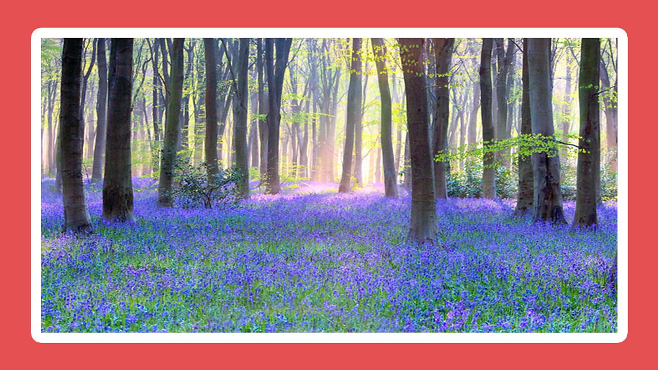 What does a plant need to grow? BBC Bitesize