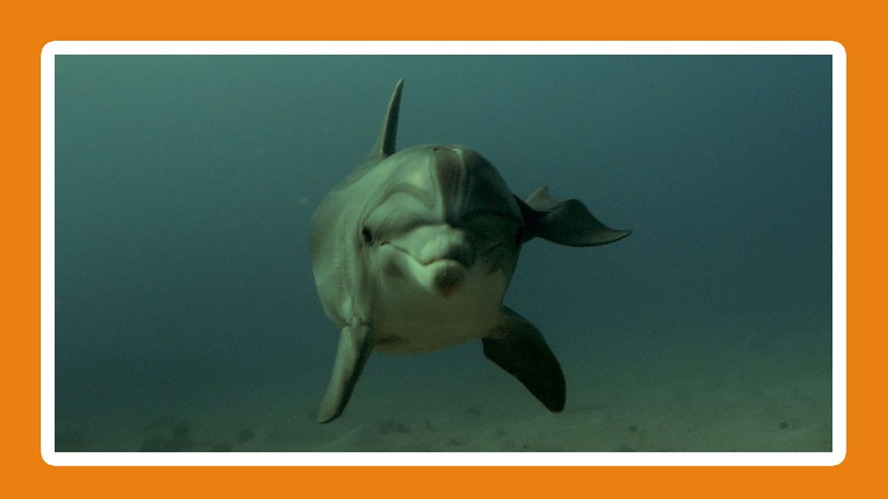 How can some ocean animals avoid predators? - KS2 Sustainability  (Humanities - Geography) - BBC Bitesize