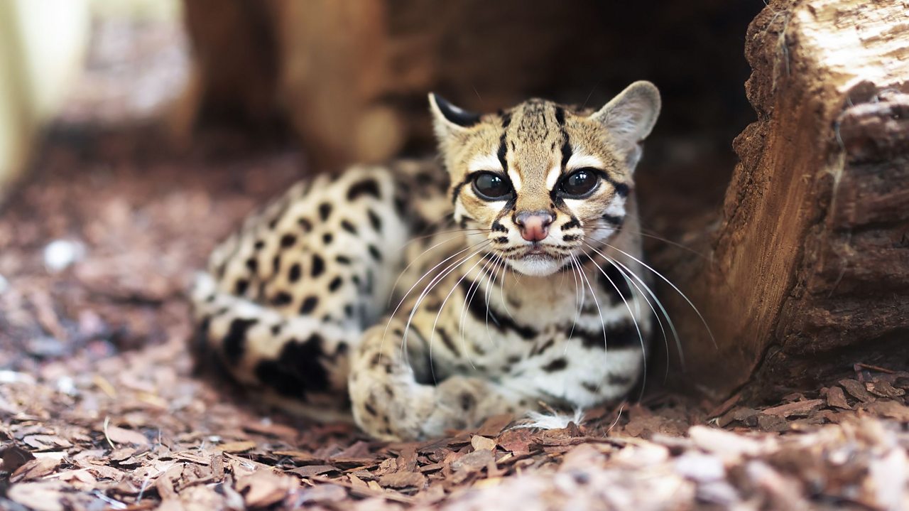 Six cute animals you've probably never heard of