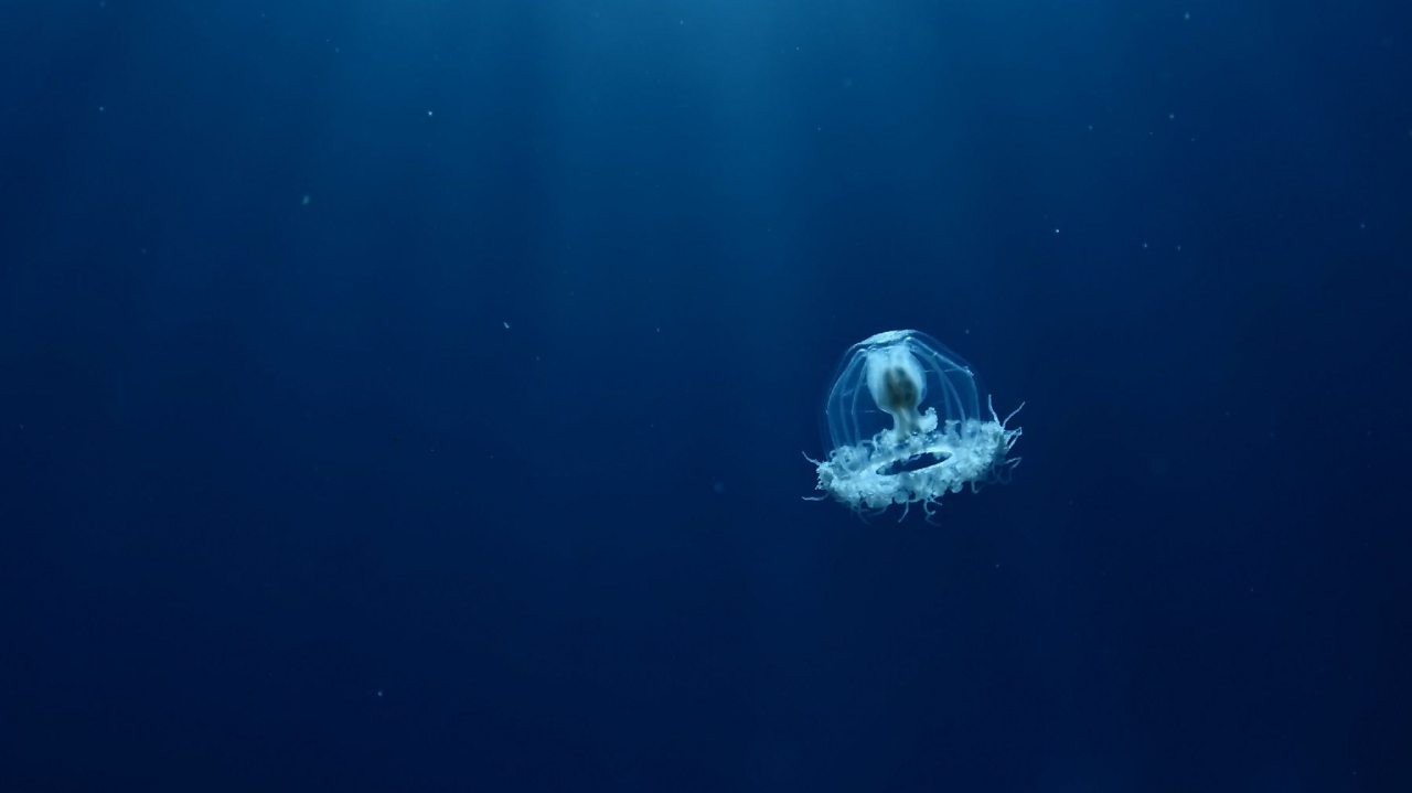 Do immortal animals exist? - BBC Bitesize Do immortal animals exist? - BBC Bitesize