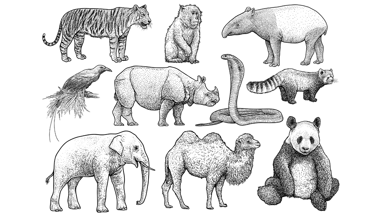 Who was Albrecht Dürer? KS2 Art and Design Primary BBC Bitesize