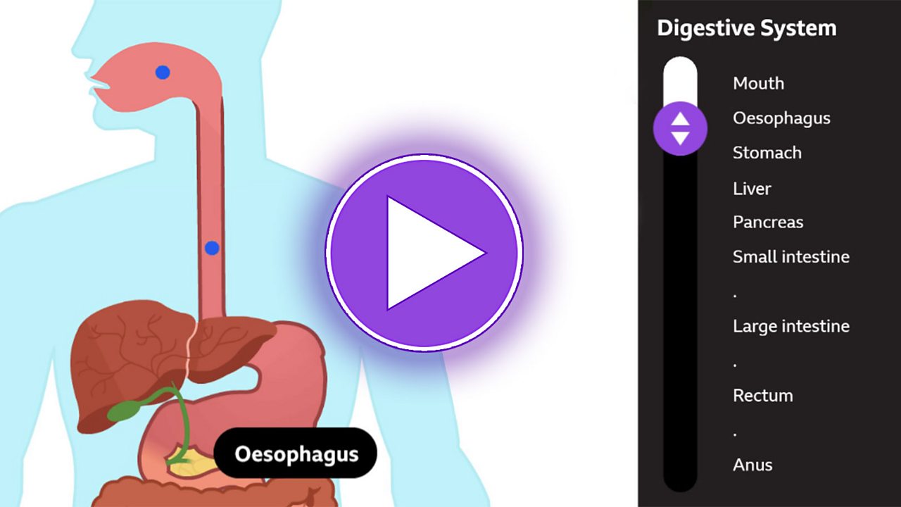 Digestive System | Science Trek | PBS LearningMedia