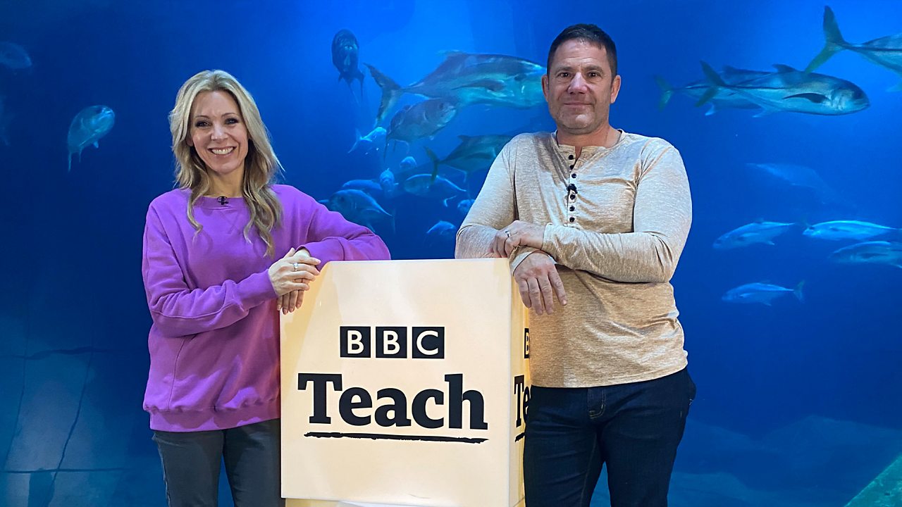 Watch again: Deadly Mission Shark – Science Live Lesson