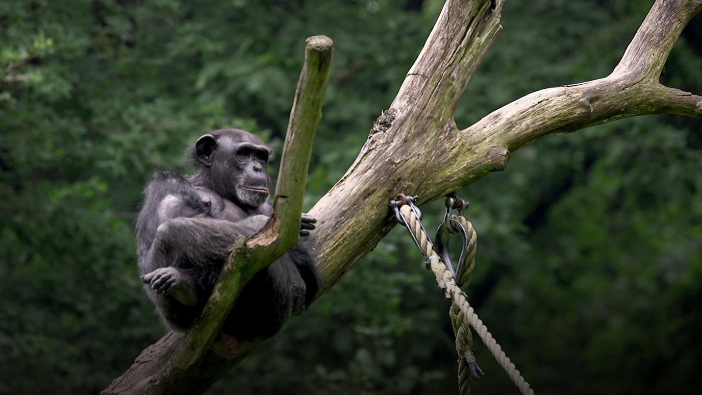 How Chimpanzees Reveal The Roots Of Human Behaviour - BBC Reel