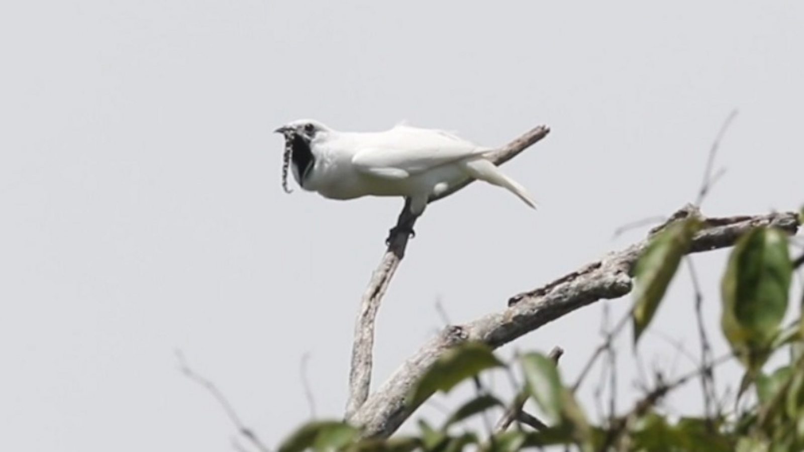 This Is The World s loudest Bird Flipboard this-is-the-world-s-loudest-bird-flipboard