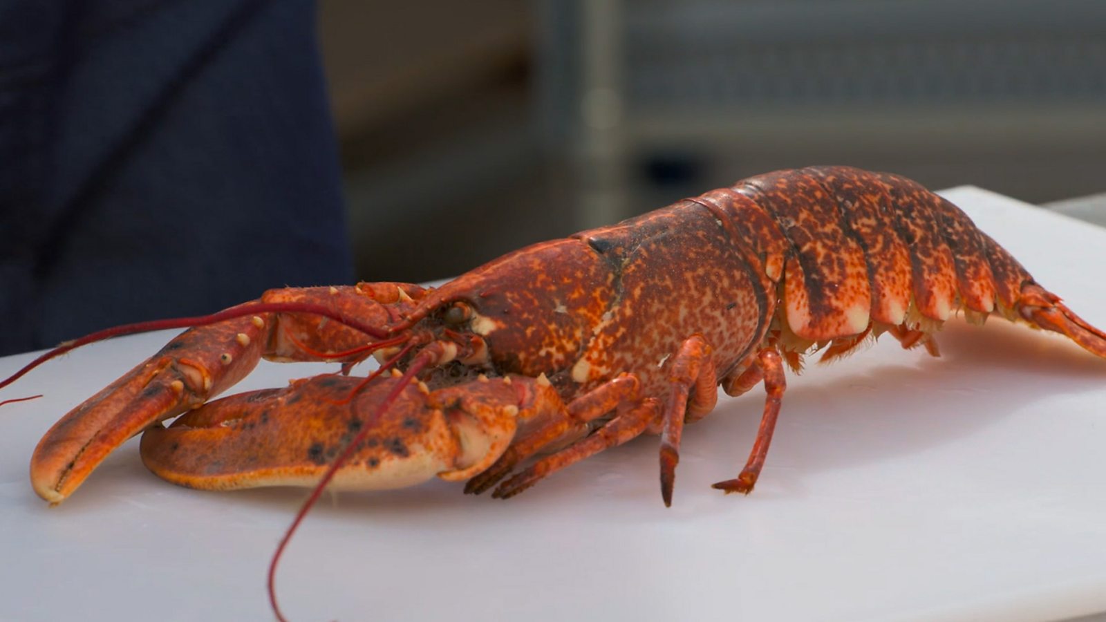 James Martin's lobster thermidor recipe - BBC Food