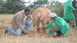 The illegal ivory trade threatening Africa's elephants