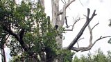 The world's oldest clove tree
